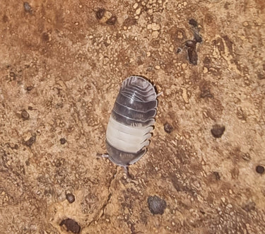 Panda king isopod